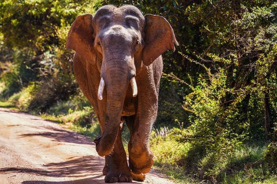 Elephant Lodge Удавалаве Экстерьер фото