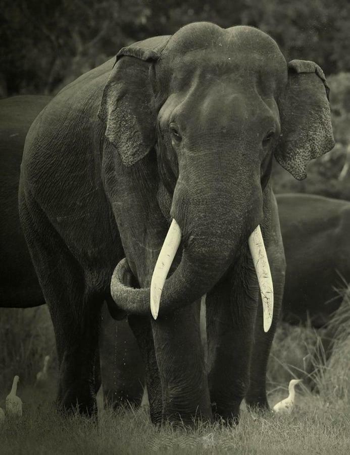 Elephant Lodge Удавалаве Экстерьер фото