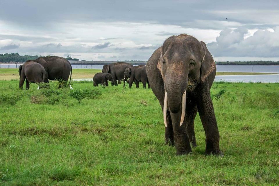Elephant Lodge Удавалаве Экстерьер фото