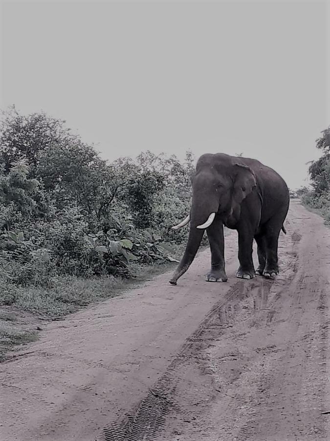 Elephant Lodge Удавалаве Экстерьер фото