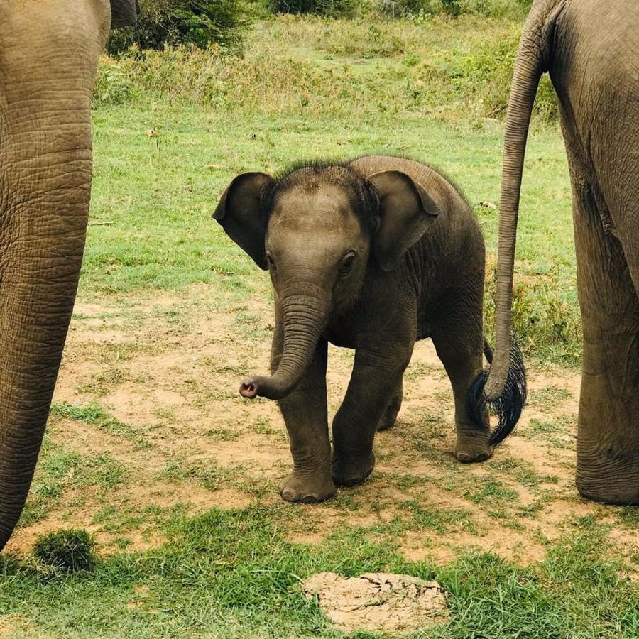 Elephant Lodge Удавалаве Экстерьер фото