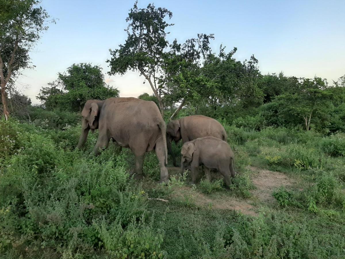 Elephant Lodge Удавалаве Экстерьер фото