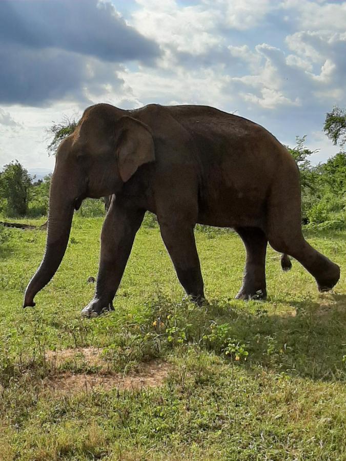 Elephant Lodge Удавалаве Экстерьер фото